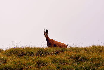 chamois-mountain-prato-pasubio-royalty-free-thumbnail.jpg