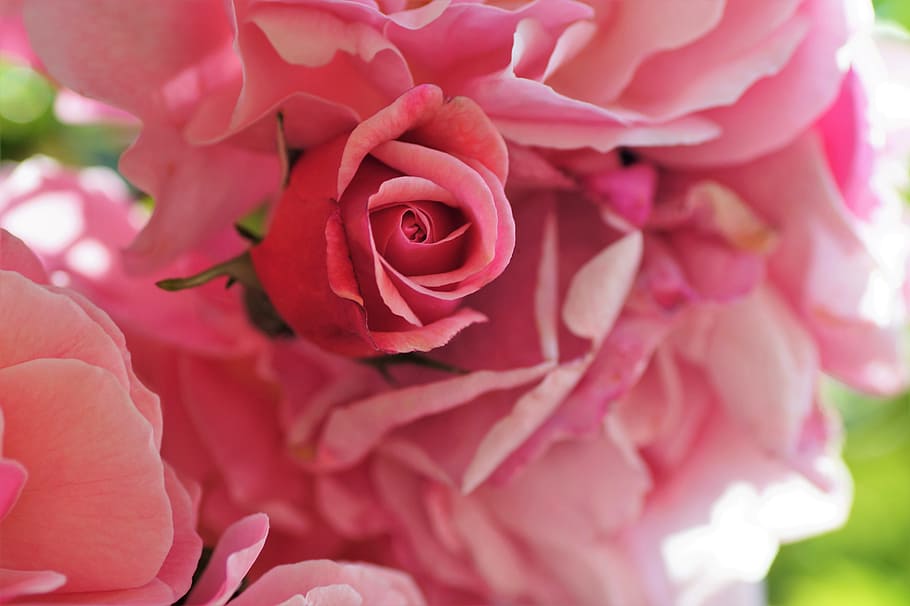 rosa roja, rosa, brote, planta, jardín, floración, capullo de rosa, verano, romántico, tiernamente