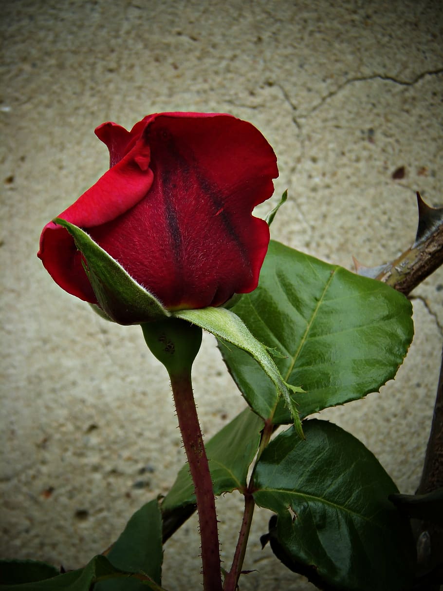 rosa, red, beauty, warmth, petals, velvet, plants, flowering plant, flower, plant