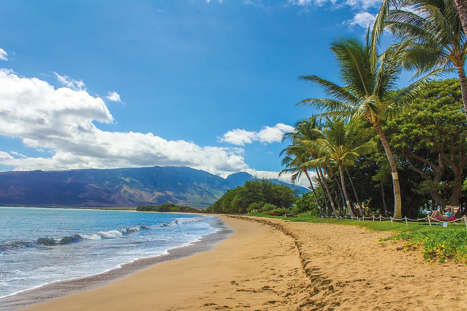 Зеленый, пальмы, пляж, пейзаж, Гавайи, Мауи, Кихей, песок, Пальмы, Горы