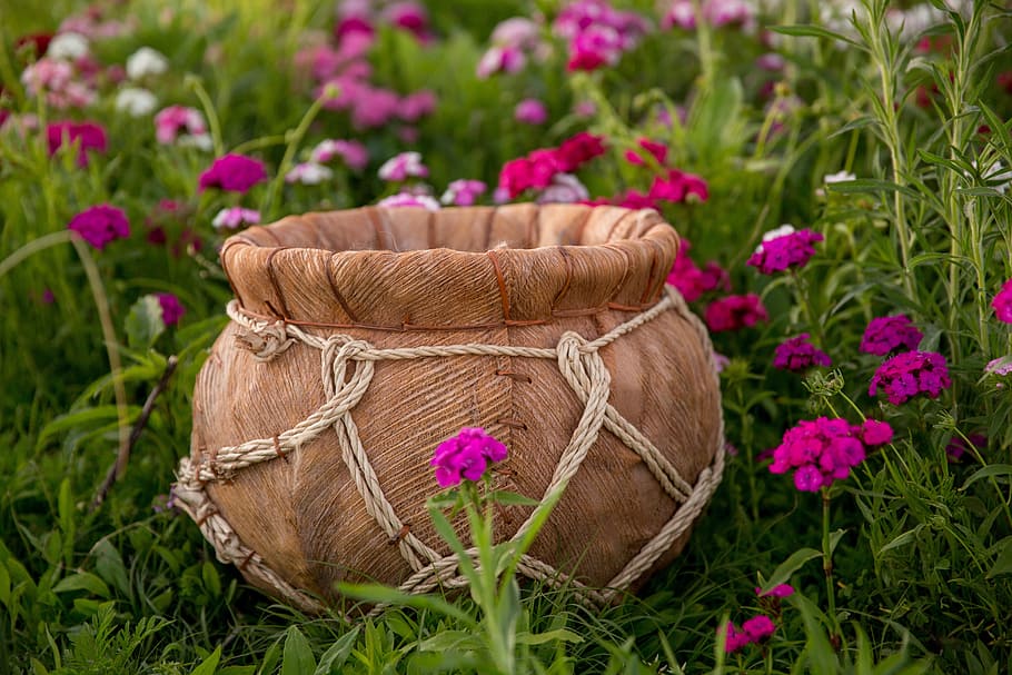 flower field, bucket, baby, plant, flower, flowering plant, nature, beauty in nature, pink color, grass