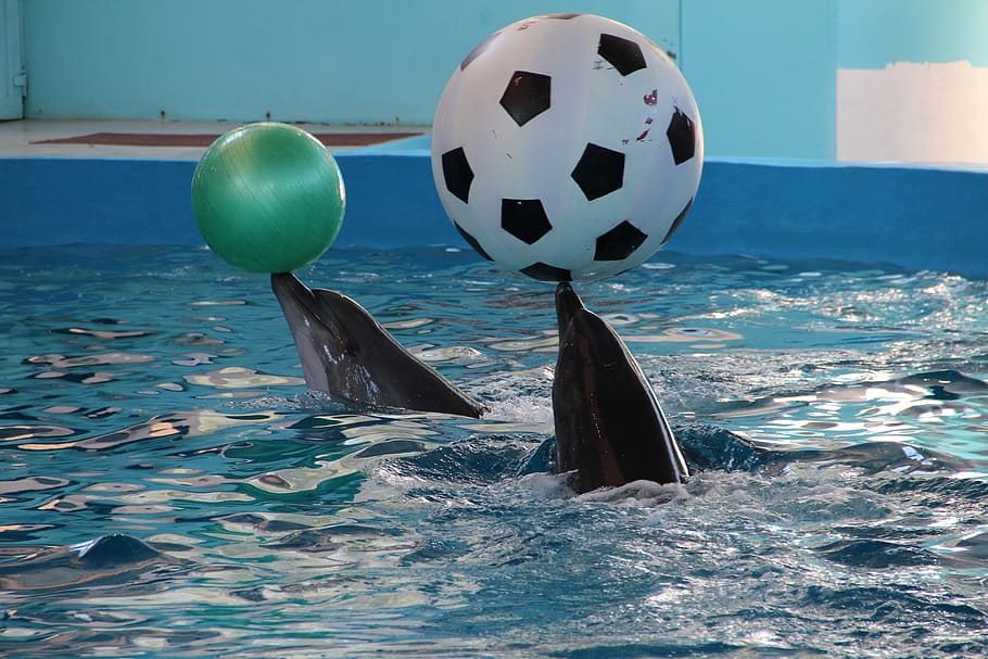 dolphinarium, dolphins, dolphin, show, animals, football, water, nature, sea, day
