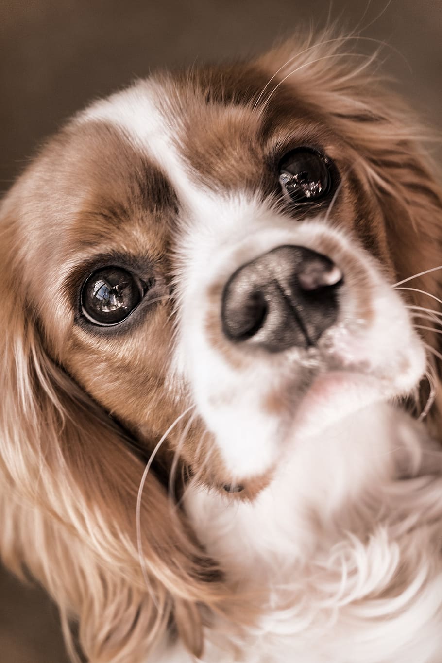 close, photography, cavalier, king charles spaniel, dog, king, charles, spaniel, pet, animal