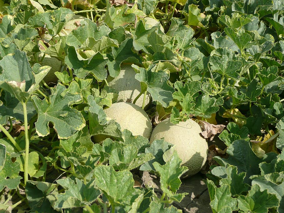 melons, field, agriculture, cultivation, campaign, yellow, leaf, plant part, green color, growth