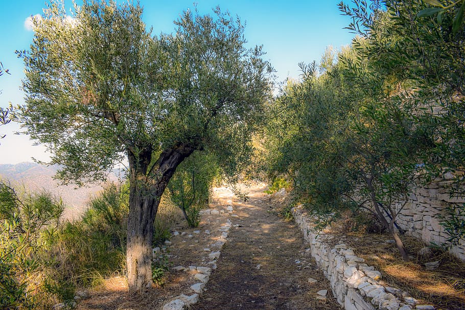 olivar, olivo, agricultura, mediterráneo, árbol, naturaleza, chipre, planta, dirección, el camino a seguir