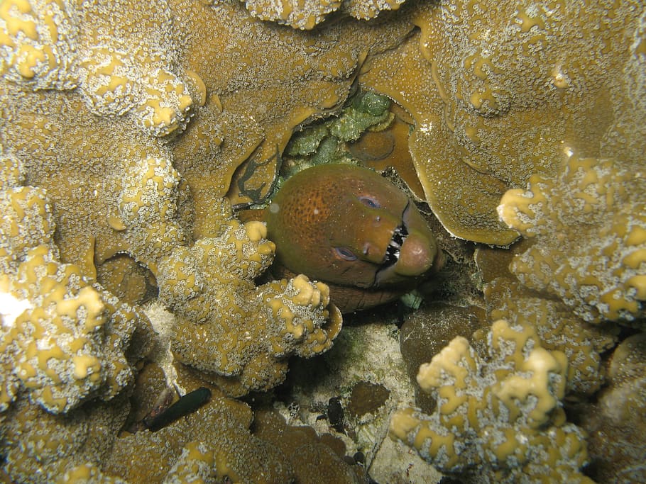 muraena helena, fish, animals, sea, nature, underwater, animal, reef, wildlife, undersea