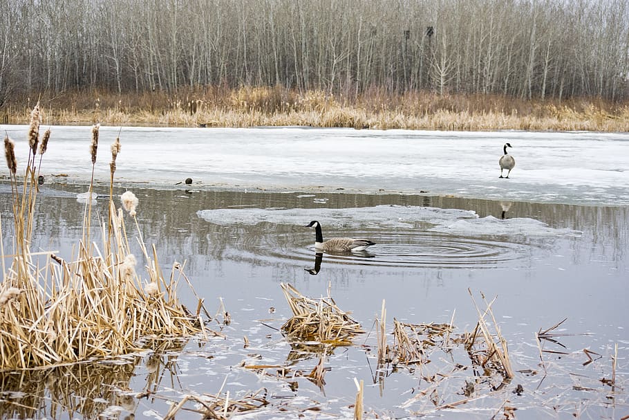 geese, pond, water, goose, bird, swim, ice, fall, cold, lake