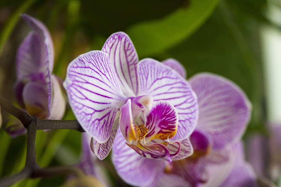 orquídea, phalaenopsis, flores, Flor, planta floreciente, planta, frescura, belleza en la naturaleza, pétalo, vulnerabilidad