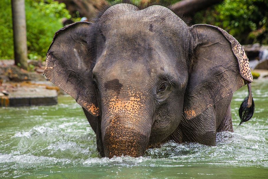 black, elephant, body, water, daytime, Thailand, Asian Elephant, asia, animals, ruesseltier