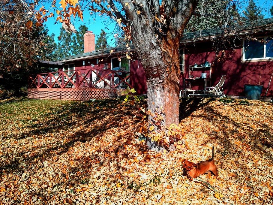 backyard, dachshund, fall, autumn, seasonal, outdoor, red, leaves, tree, leaf