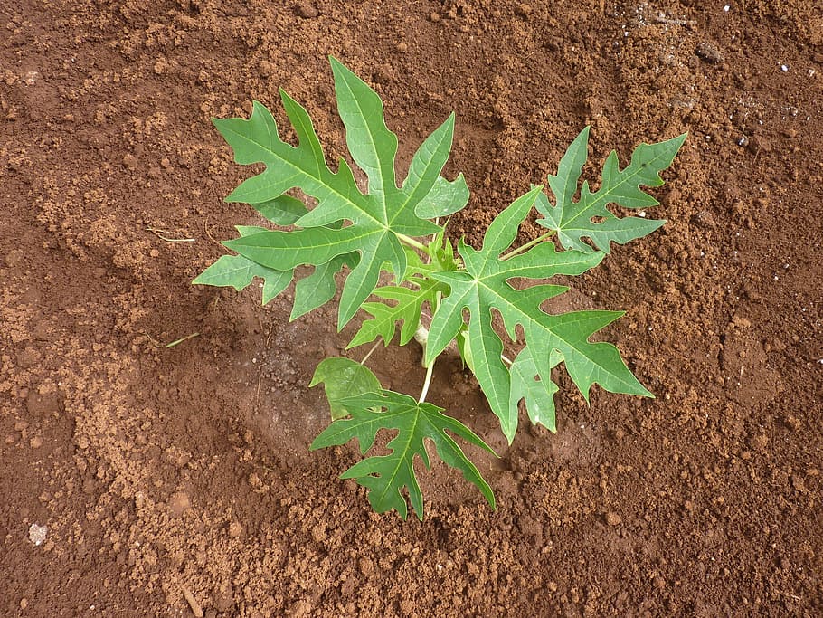 seedling, papaya, papaya leaves, leaf, plant part, growth, green color, plant, high angle view, dirt