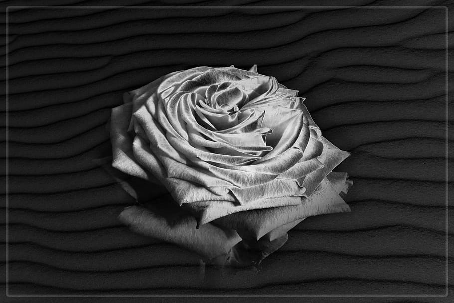 Rosen, Portrait, Texture, Sand, rosen portrait, rose, edited, black and white, spiral, studio shot