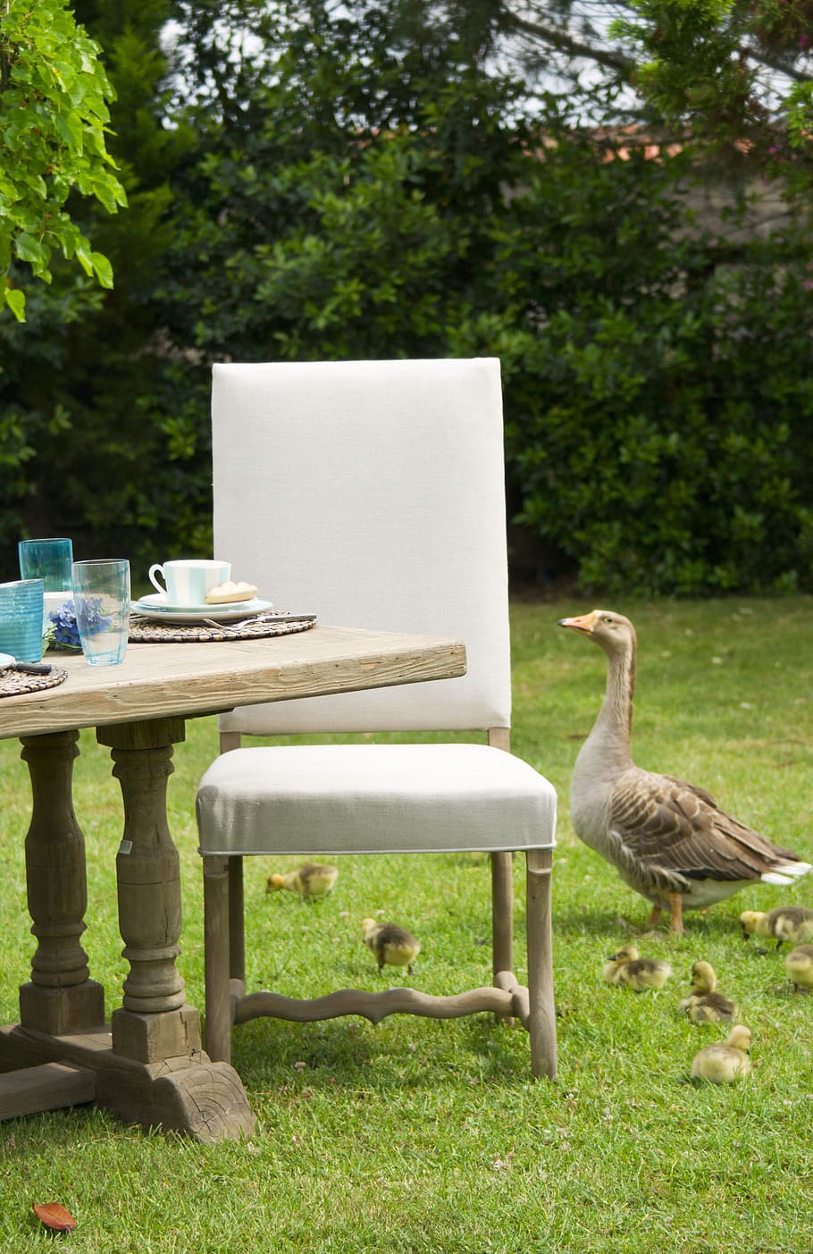 silla acolchada blanca, pato, naturaleza, hierba, verde, mesa, cachorros, familia, lindo, hogar