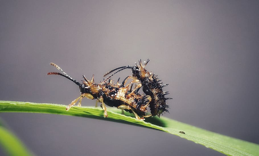 insect, macro, insects, mating, macro insect, animal themes, invertebrate, animal, animal wildlife, animals in the wild