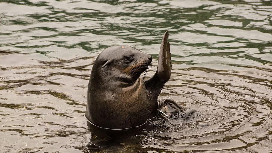 sea lion, seal, waving, hello, hi, hallo, welcome, eared, marine, mammal