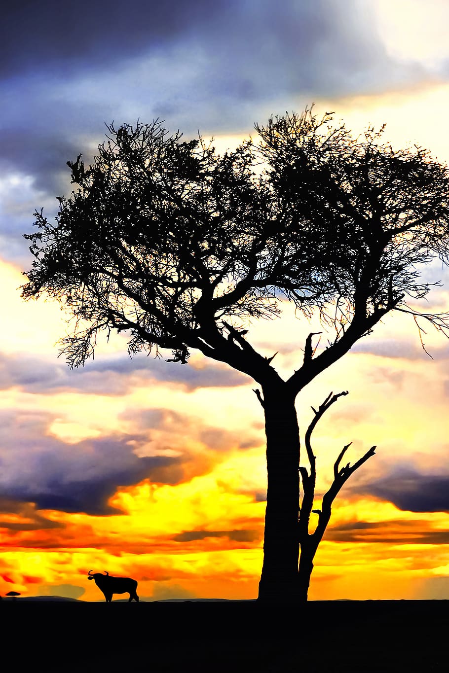 árbol, naturaleza, animal, safari, puesta de sol, paisaje, cielo, nubes, tarde, silueta
