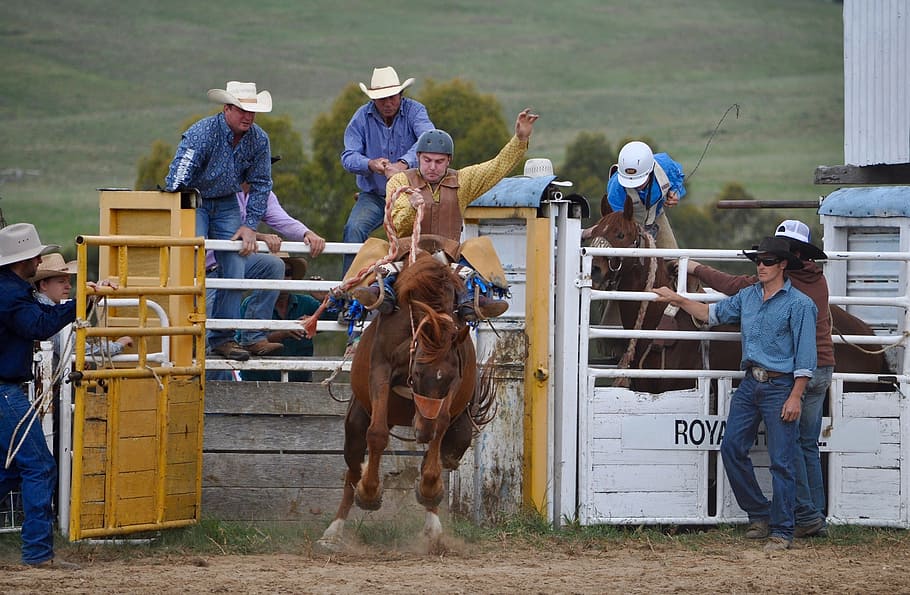 cowboys, bronc rider, rodeo, bronco, horse, man, bucking, chute, action, arena