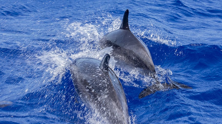 dolphins, atlantic, la palma, boat tour, whale watching, dorsal fin, mammal, marine mammals, animal world, nature