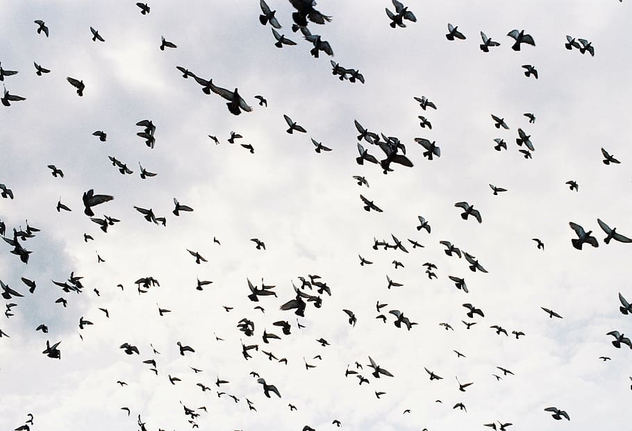flock, birds, sky, birds flying, group of birds, flying birds, fly, dom, clutter, holy week