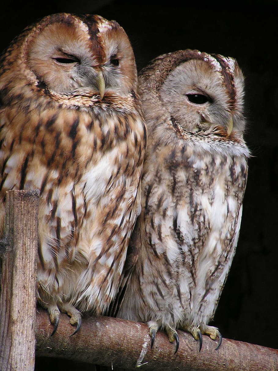 two brown owls, tawny owl, owl, bird, birds, night active, animal, wildlife, bird of Prey, feather