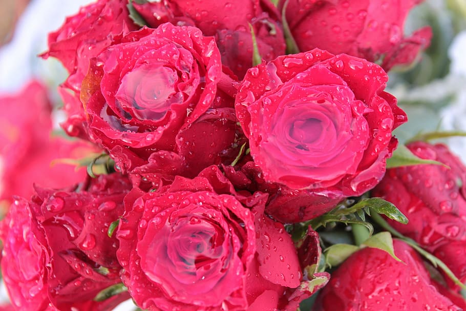 Bouquet Of Roses, rosas, buquê, flores, flor rosa, com água da chuva cheia, gota de chuva, natureza, cama, rosa - Flor