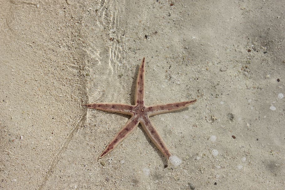 Estrela do mar, lagoa, praia, areia, um animal, temas de animais, animais em estado selvagem, vida marinha, dia, forma de estrela