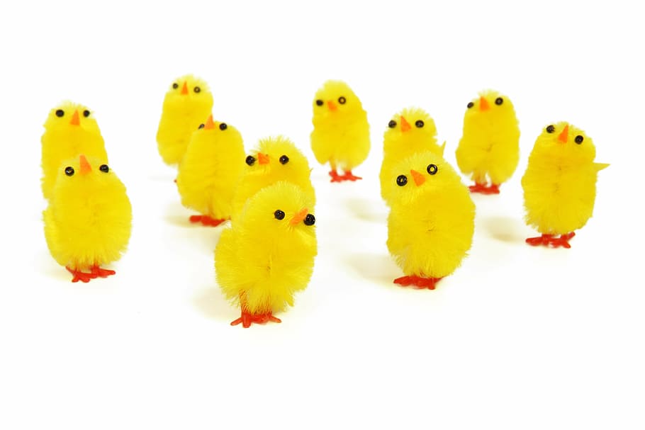 eleven, yellow, chicks, white, background, adorable, animal, baby, bird, chick