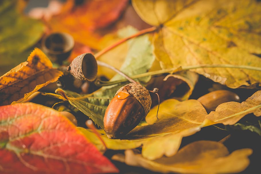 close-up, autumn, tree, nuts, fll, orange, red, nature, green, colorful