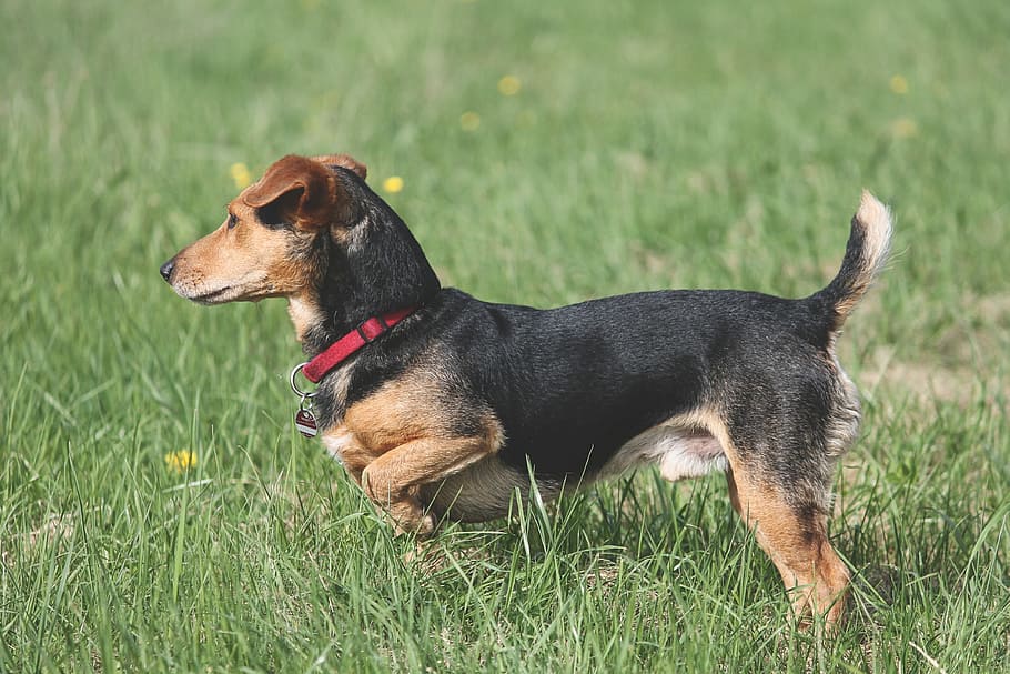 Породы собак с фотографиями короткошерстные. Attention Dog.