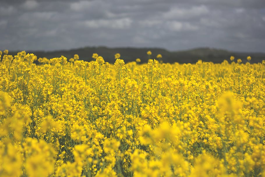 yellow, golden, rod flower field, cloudy, sky, daytime, rapeseed, field, grey, flowers