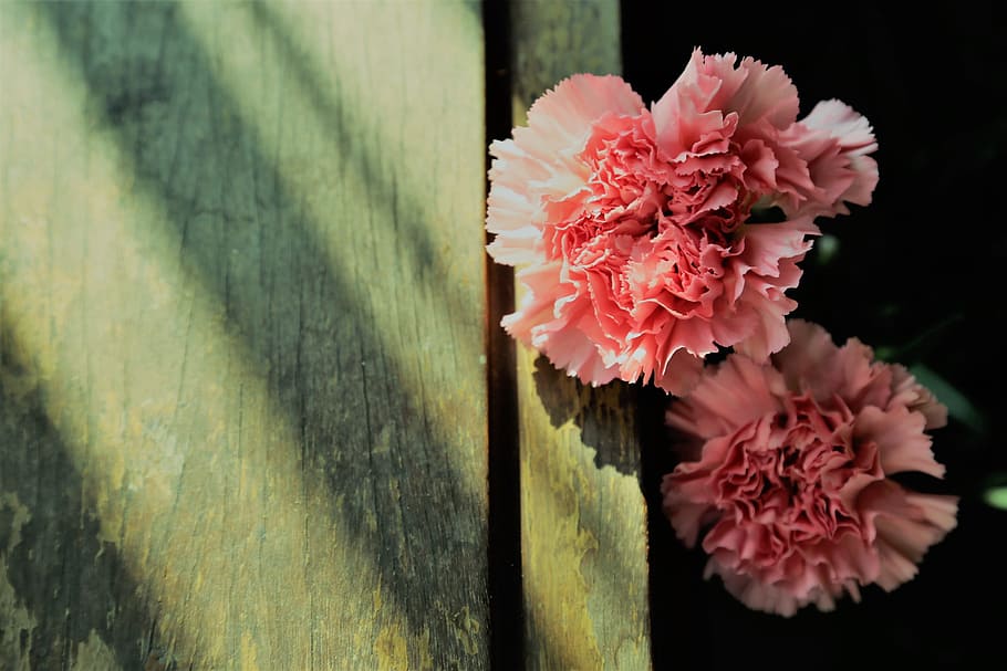 Hãy khám phá vẻ đẹp tuyệt vời của hình ảnh hoa cẩm chướng và khám phá sự tinh tế trong từng đường nét của nó. Đây là một loài hoa nguyên thủy, cổ kính mang lại cảm giác mộc mạc, tinh khiết nhưng cũng gợi những giá trị truyền thống.