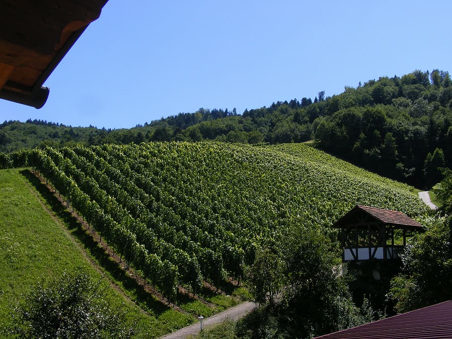vino de viña, durbach, selva negra, viñas, planta, paisaje, crecimiento, árbol, agricultura, color verde