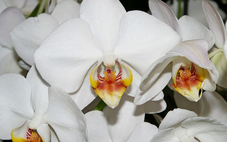 Orchids, White, Blossom, Bloom, Plant, purity, flowers, beauty, floristry, nature