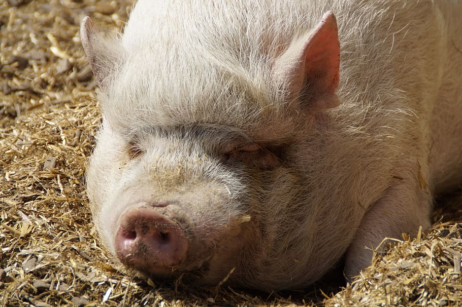 Head, Miniature Pig, Piglet, pig, pot bellied pig, farm, thick, face, enjoy, luxury