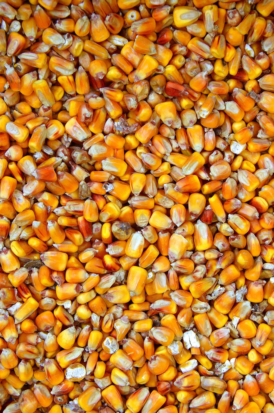 corn, yellow, plants, agricultural plant, fodder corn, crop, food, mag, produce, vegetable