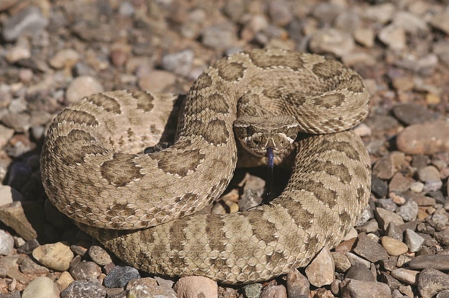 rattlesnake, prairie rattlesnake, viper, poisonous, reptile, wildlife, venomous, nature, dangerous, serpent