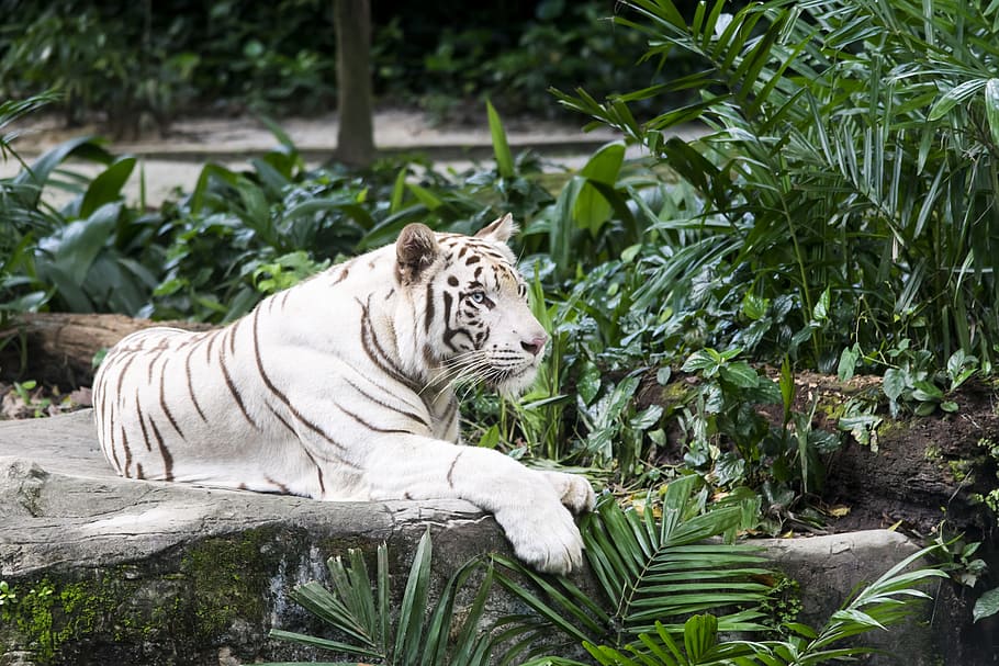 White Tiger, Tiger, Tiger, Tiger, Cat, Feline, Animal, tiger, cat, tigers, lying down, striped