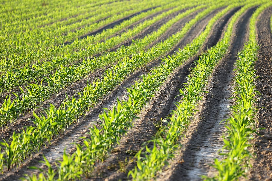agriculture, young corn, rows, plant, food, cornfield, fresh green, evening, nature, outdoor