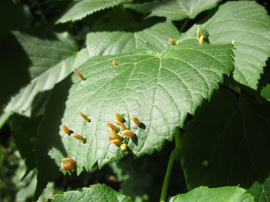 Ulmus Glabra, Wych Elm, Scots Elm, Leaf, ulmus glabra, wych elm, galls, botany, flora, plant, green color