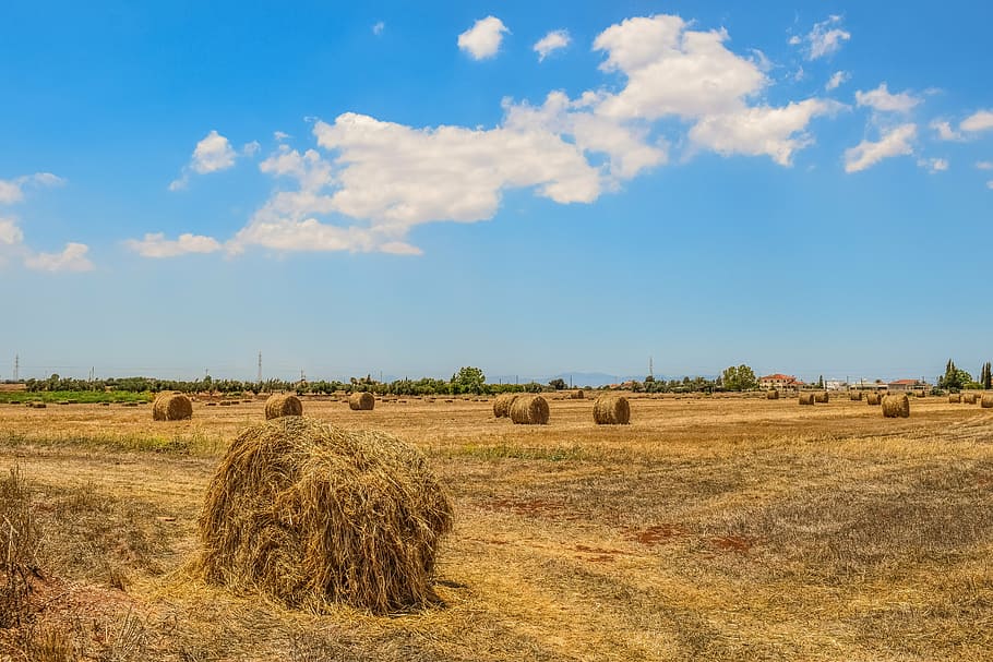 barley fields, hay bales, landscape, agriculture, rural, farmland, golden, countryside, country, harvest