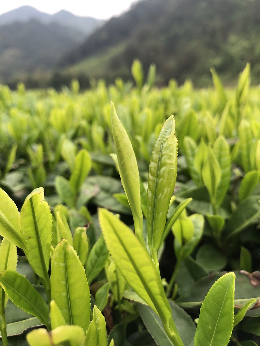 china tea, tea garden, thea viridis, tea, green tea, china, country, growth, green color, plant