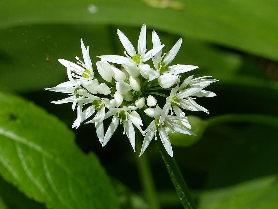 wild garlic, nature, colors, white, green, leaf, spring, plant, flower, flowering plant