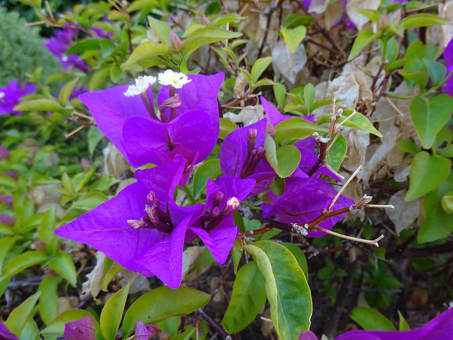 otoño, flor, flor morada, lila, campiña mediterránea, planta floreciente,  planta, crecimiento, belleza en la naturaleza, fragilidad | Pxfuel