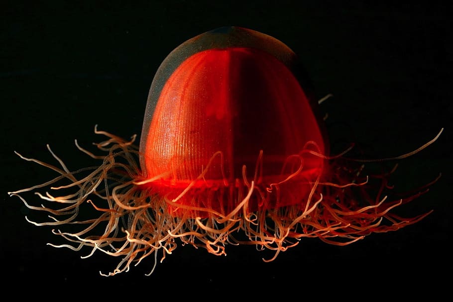 red, jellyfish, jelly fish, life, unique, beautiful, close-up, macro, sea, ocean
