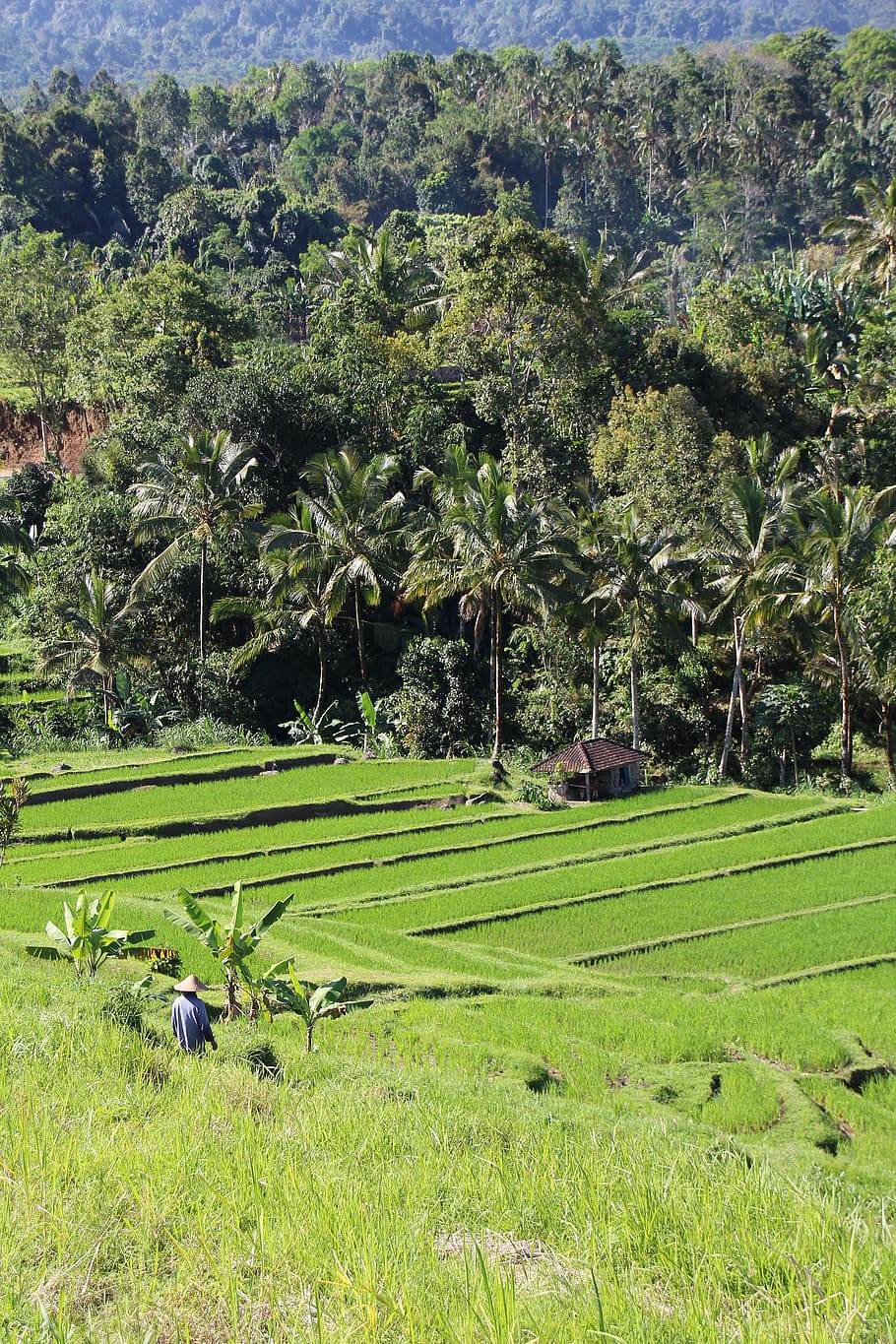 bali, rice fields, jatiluwih, unesco world heritage, indonesia, holiday, rice, nature, nice, landscape