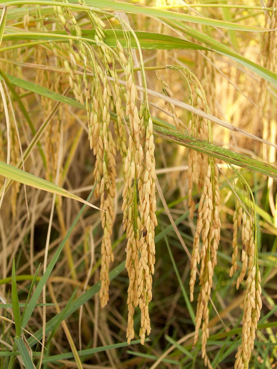 Agriculture, Asia, Botany, autumn, cereal, cereal plant, crop, dinner, dry, east asian culture