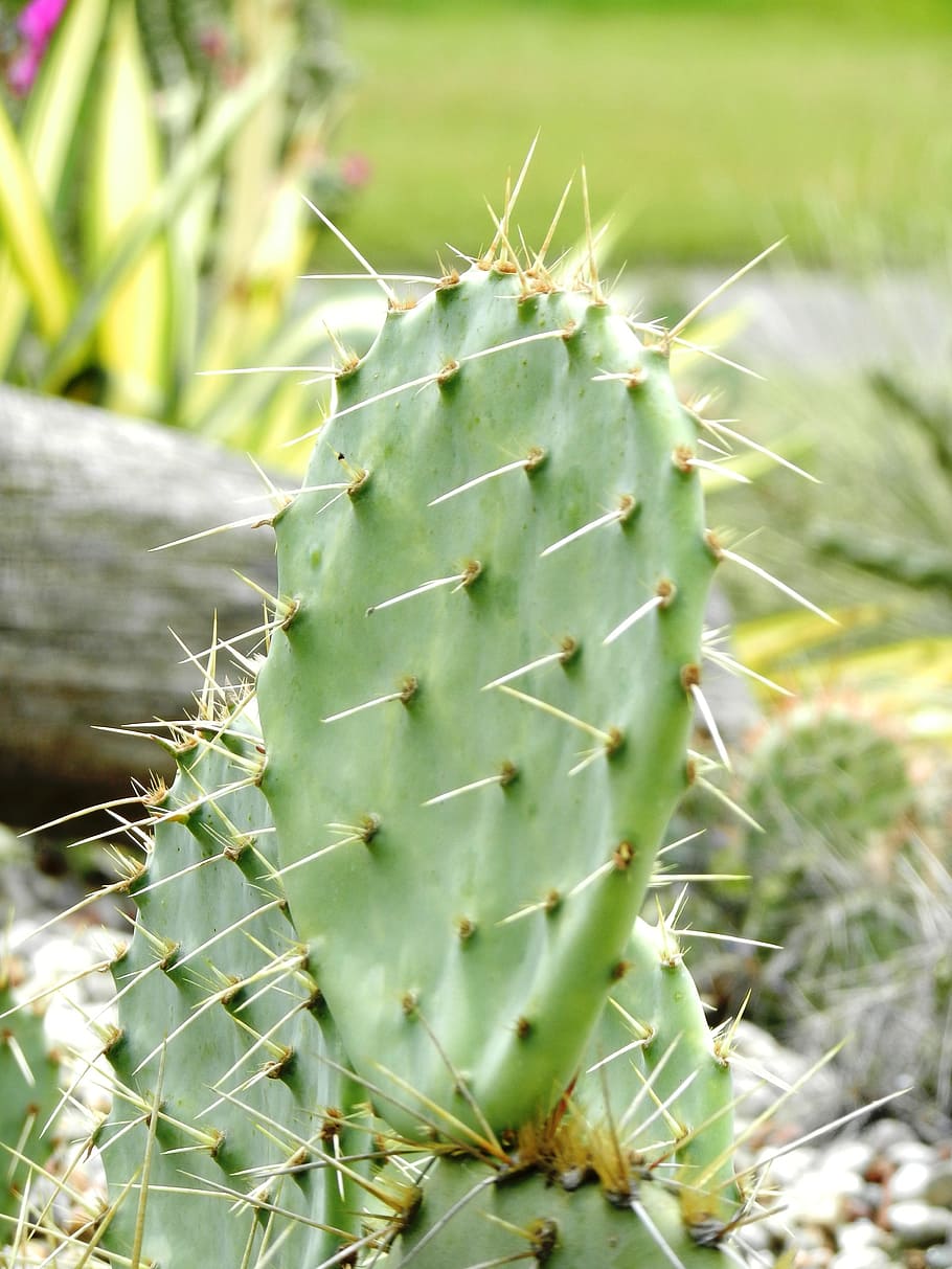 cactus, needles, spikes, plant, drought, green, foliage, plants, nature, stabbing