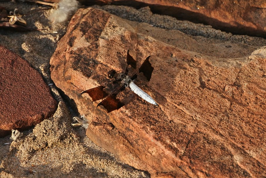 whitetail skimmer, dragon fly, nature, rocks, brown, day, rock, solid, high angle view, rock - object