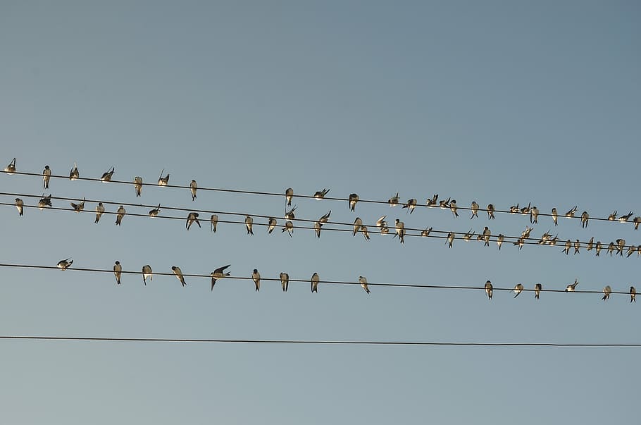 flock of birds, flock, birds, wire, day, time, blue, sky, line, animal