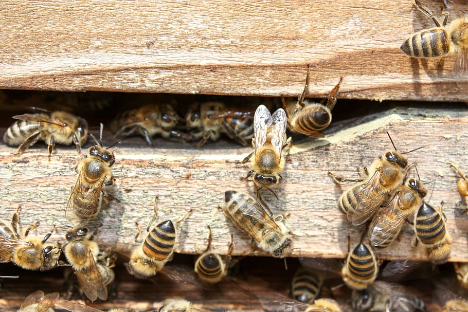 enjambre, abejas melíferas, abejas, miel, insecto, recolecta miel, naturaleza, animal, abeja melífera, néctar